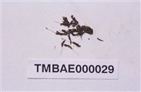 藏品(小扭口苔)的圖片